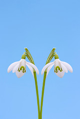 Image showing  Snowdrop