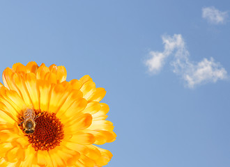 Image showing Marigold with Sky