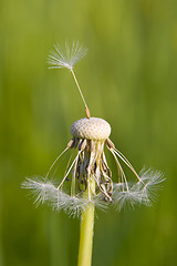 Image showing Blowball