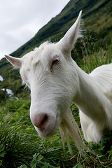 Image showing  white goat
