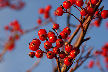 Image showing Rowan Berries