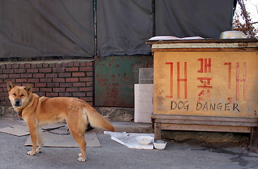 Image showing Dog danger