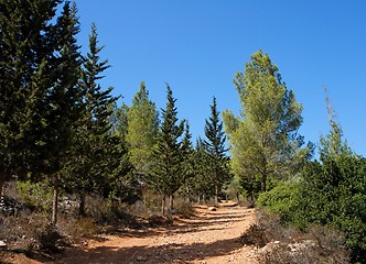 Image showing Empty hiking trail in the pine and cypress woods 