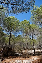 Image showing Pine tree woods 