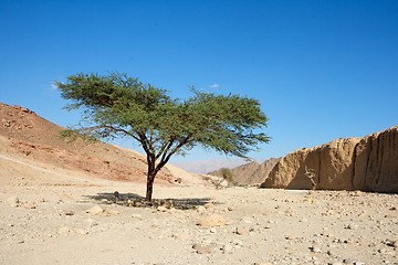 Image showing Acacia tree in the desert