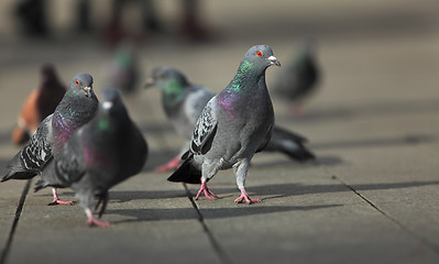 Image showing Walking pigeons