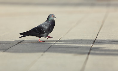 Image showing Pigeon walking