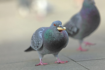 Image showing Pigeon feeding