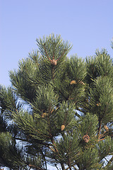 Image showing Conifer tree with blue sky