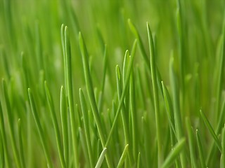 Image showing fresh green grass