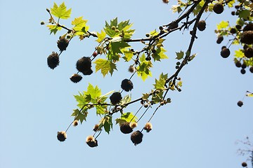 Image showing platan tree 