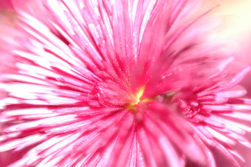 Image showing  macro chrysanthemum