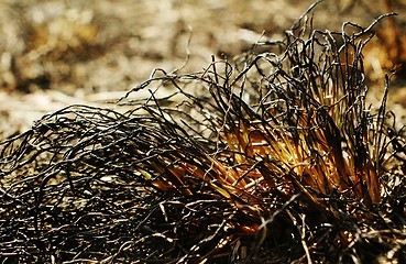 Image showing burned grass