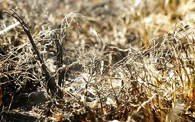 Image showing burned grass