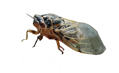 Image showing Cicada isolated on white