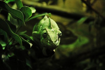 Image showing green chameleon 