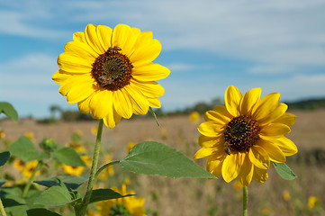 Image showing bees on sunflowers in summer