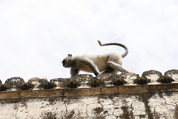 Image showing Hanuman langur (Semnopithecus entellus) monkey, India