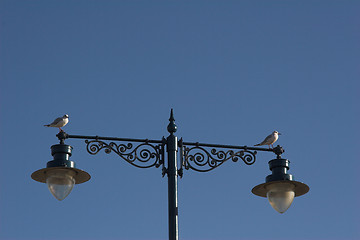 Image showing Seagulls resting on fancy lampost