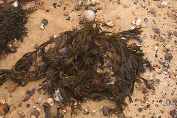 Image showing Seaweed on beach