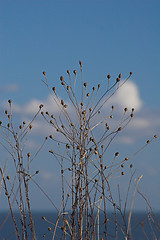 Image showing Seedheads with blue sky
