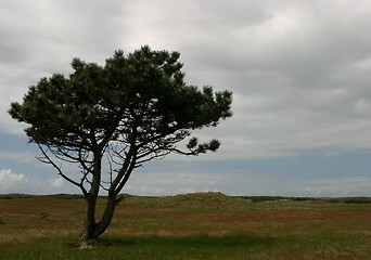 Image showing lonely tree