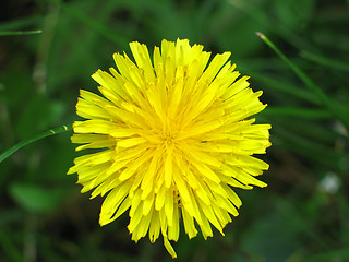 Image showing Dandelion Flower