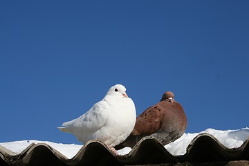 Image showing love birds