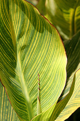Image showing Variagated leaves