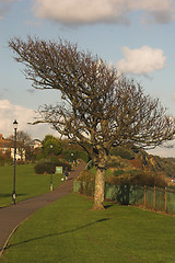 Image showing Windswept tree on a coastal path