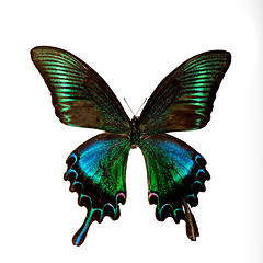 Image showing Butterfly