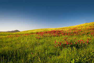 Image showing Flowery field