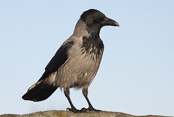 Image showing Hooded Crow