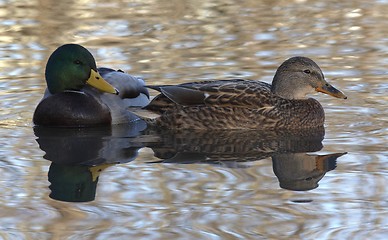 Image showing Mallard in the water