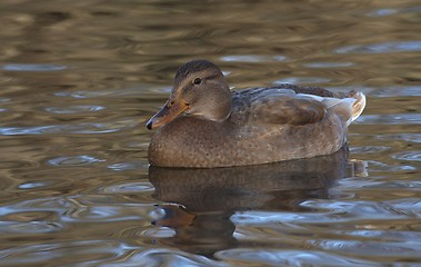 Image showing Mallard in the water