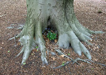 Image showing trunk of old beech tree