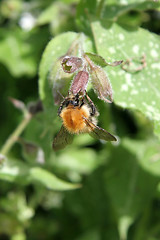 Image showing Bumblebee Closeup