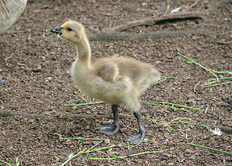 Image showing Fluffy Duckling