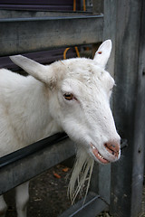 Image showing Goat Through Gate