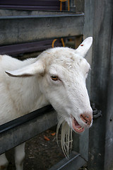 Image showing Smiling Goat