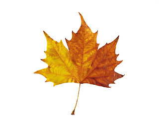 Image showing Maple leaf