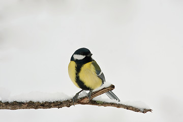 Image showing great tit