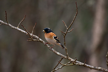 Image showing Brambling