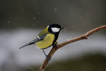 Image showing great tit