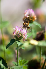 Image showing Moth Drinking Nectar