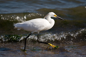 Image showing Snowy Egret