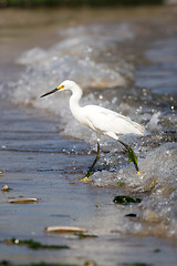 Image showing Snowy Egret