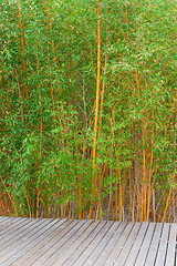 Image showing Bamboo forest in a park 