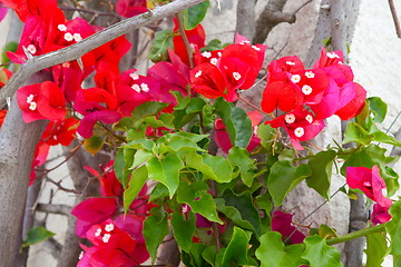 Image showing  Red flower branch