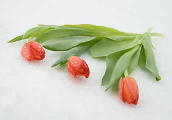 Image showing Tulips on snow